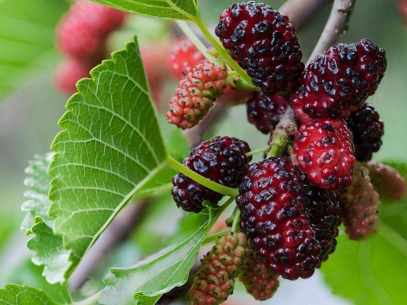 Шелковица купить саженцы из питомнике в Когалыме