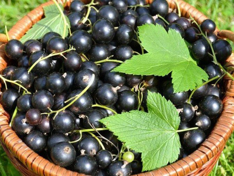 Смородина купить саженцы из питомника в Когалыме