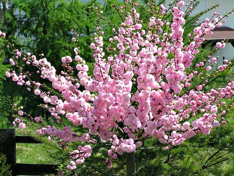 Миндаль купить саженцы из питомника в Когалыме