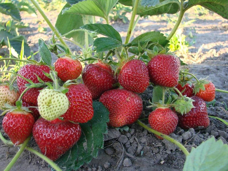 Клубника купить саженцы из питомника в Когалыме