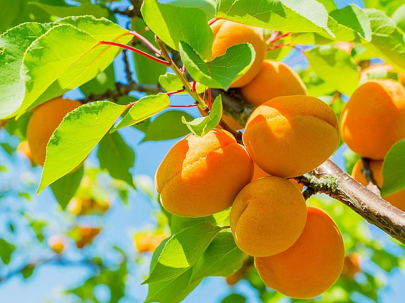 Абрикос купить саженцы из питомнике в Когалыме