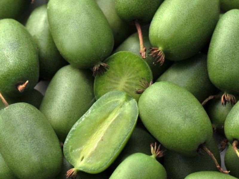 Актинидия купить саженцы из питомнике в Когалыме