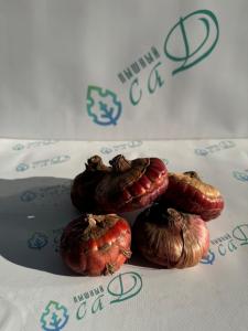 Гладиолус Баккара (5 шт. луковиц в упаковке)